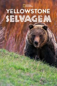 Yellowstone Selvagem